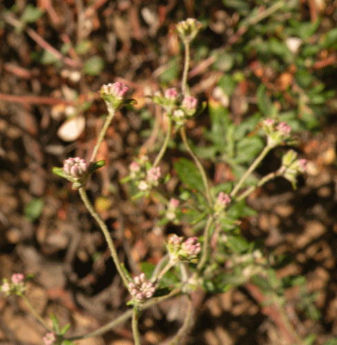 Eriogonum parvifolium var. paynei